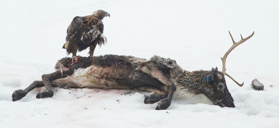 - There are eagles in Siso that have specialised in attacking the reindeer from behind and punctuating its lungs, Arvid Larsen says.