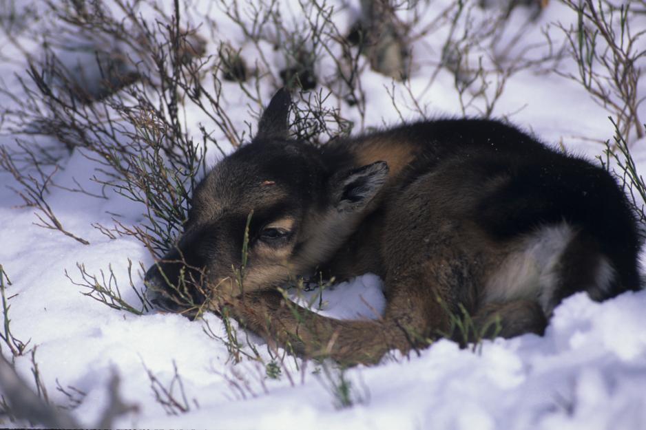 Small, vulnerable - and fresh food for lynx, wolverine, eagle, fox and crow.