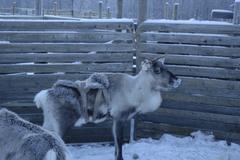 With reindeer fell bandage, following a wolverine attack.