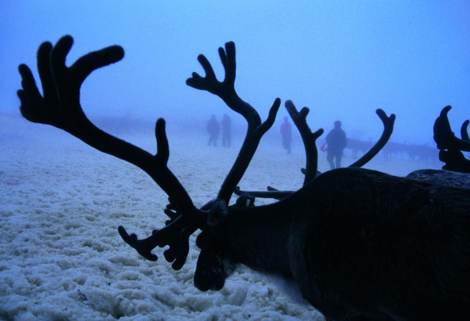 - If one thinks reindeer herding is past its due date and should disappear, then it would be more fair to say it out loud, Arvid Larsen argues.