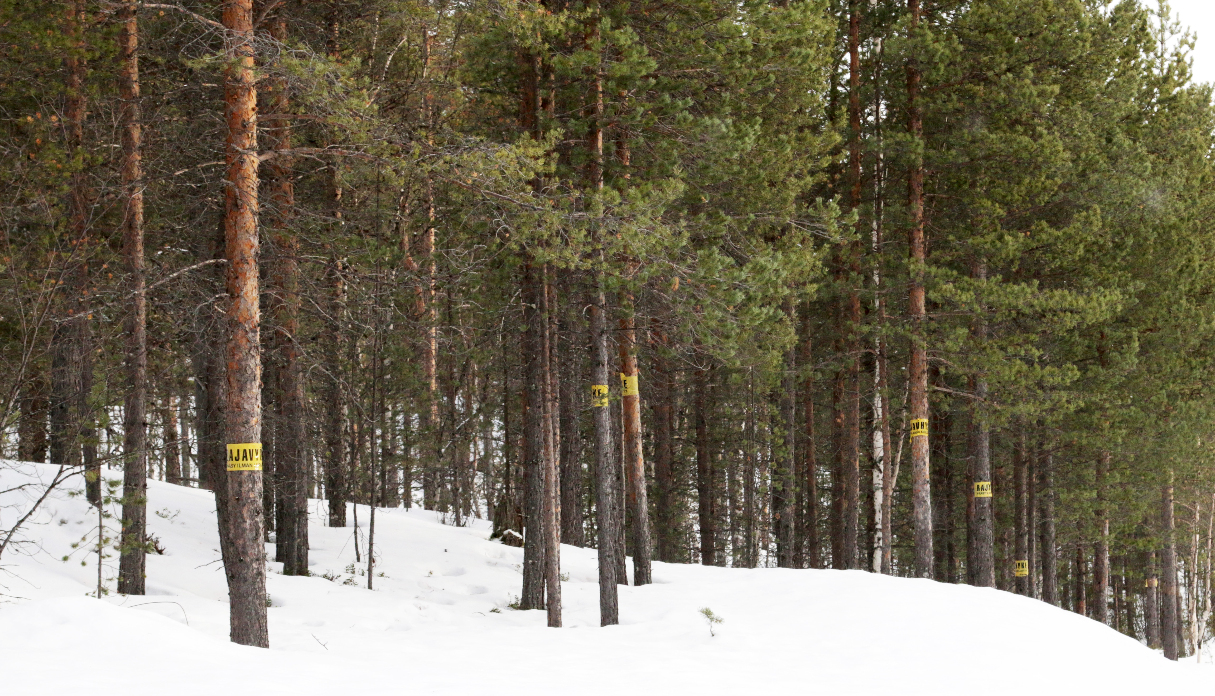 De ser ut som små post-it-lapper, skiltene som skiller diktatur fra demokrati. (Foto: Arne O. Holm) Gule skilt på grensa mellom Russland og Finland.