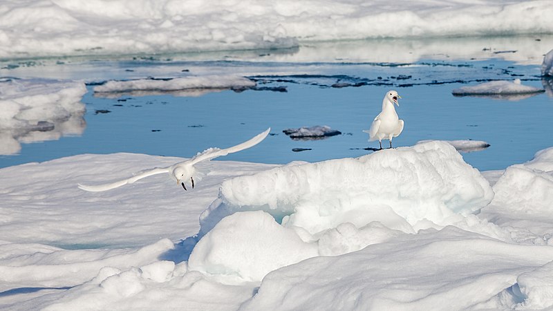 Den sirkumpolare, høyarktiske ismåken er trolig blant fulgeartene som er mest utsatte for klimaendringer. (Foto: Andreas Weith/Wikimedia commons). Den sirkumpolare, høyarktiske ismåken er trolig blant fulgeartene som er mest utsatte for klimaendringer. (Foto: Andreas Weith/Wikimedia commons).