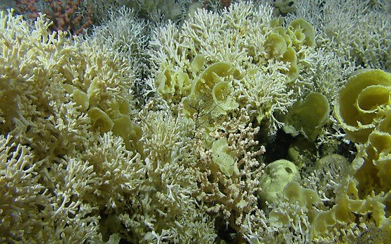 Fiske i Lopphavet vil fortsatt være tillatt, med unntak for i to mindre kartfestede korallområder. Korallrevene i dypet er bygd av steinkoraller og er levested for mange arter. I Norge er det korallarten Lophelia pertusa som danner rev. (Foto: Jan Helge Fosså / Havforskningsinstituttet) Korallrev i Lopphavet.