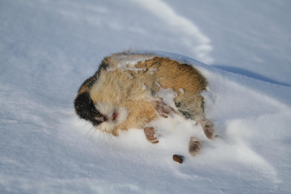 Planteetere påvirkes negativt av at beitene deres stadig hyppigere låses av hard snø og is. Dette gjelder også de små beitedyrene. Spesielt ser det ut til at lemen - en nøkkelart i mange arktiske næringskjeder, rammes hardt. (Foto: Rolf Anker Ims) Død lemen