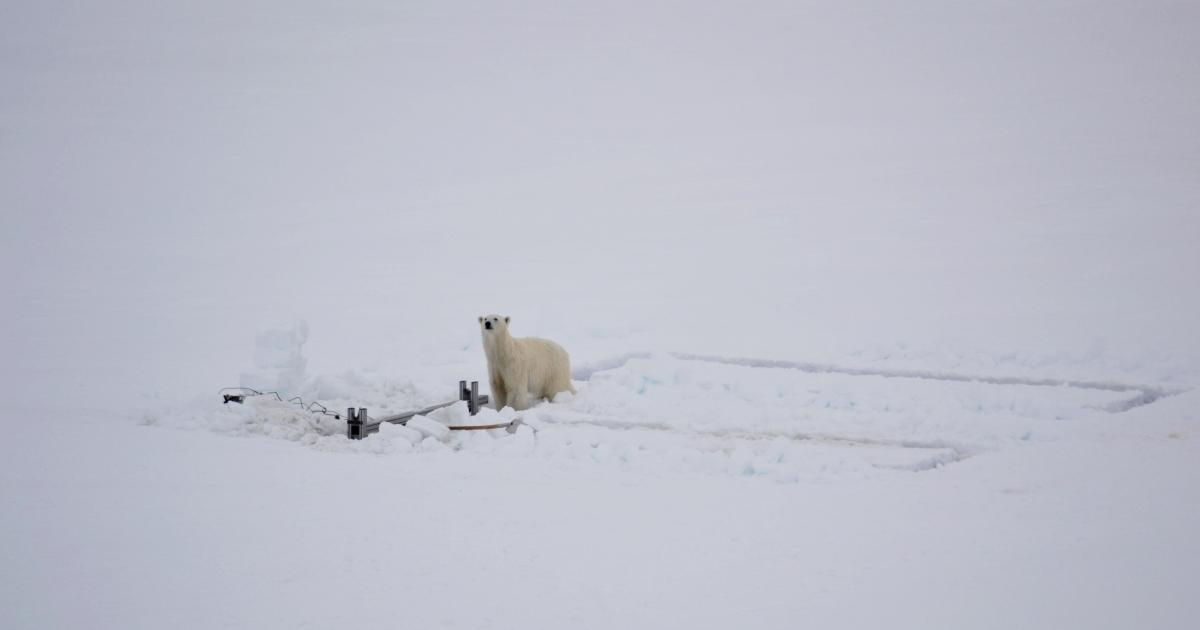 New Svalbard Polar Bear Bill Adopted when-parking-near-a-corner-you-may-park-your-vehicle-no-closer-than