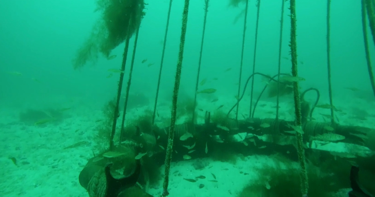 Artifical Kelp Forests Have Major Impact – High North News