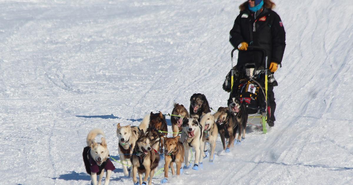 Doggy uslubidagi etuk tukli mushuklarning fotosuratlari