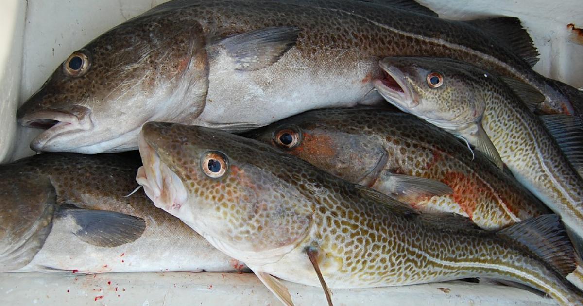 Atlantic Cod Wild Kratts Wiki Fandom