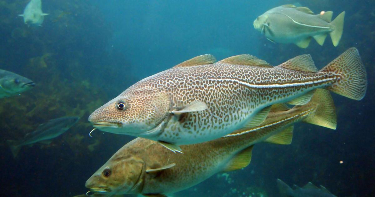 North Sea Cod is to Lose its Sustainability Certification Devestating