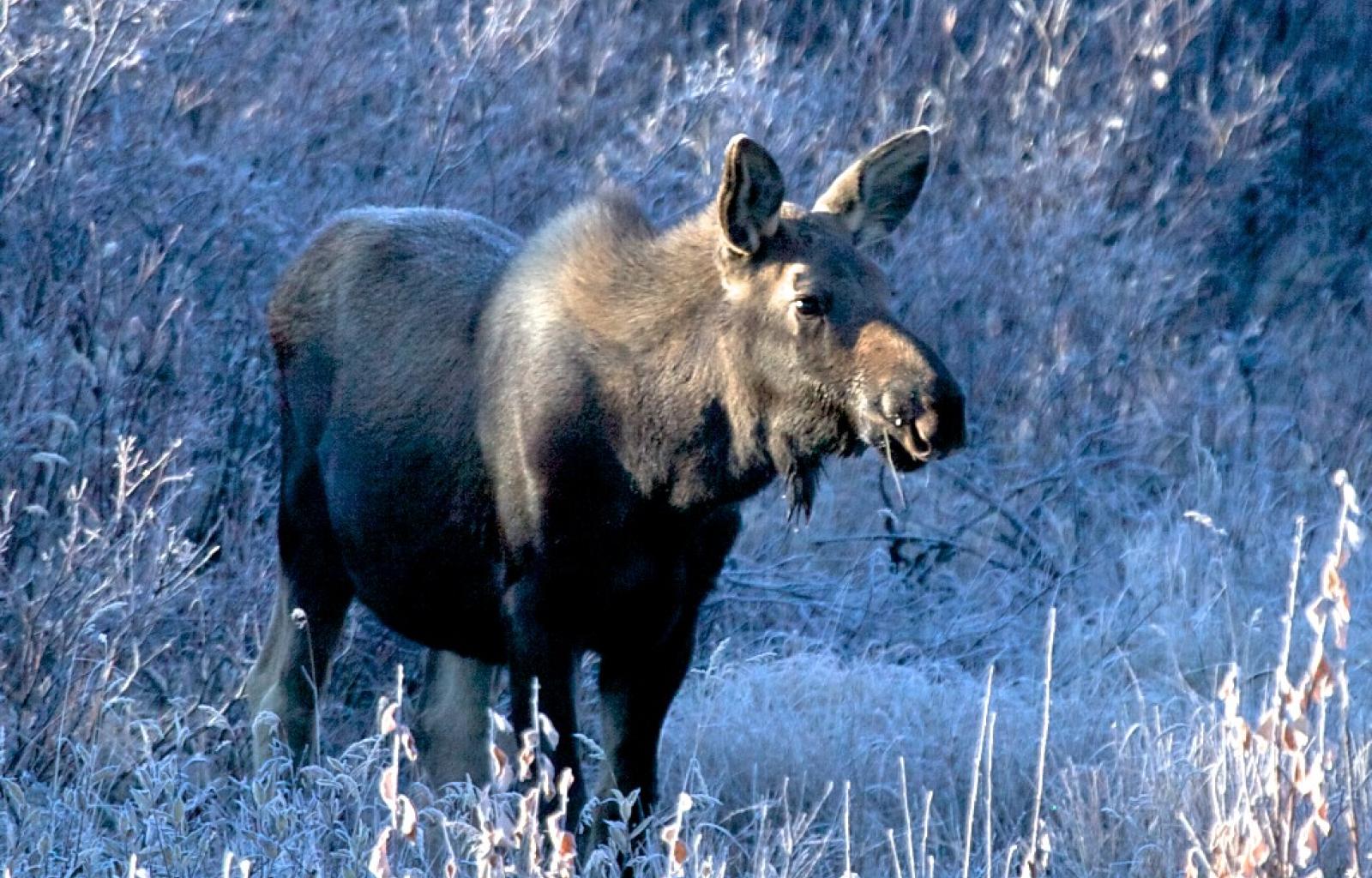 Alaska State Biologists are Screening Wildlife for Covid