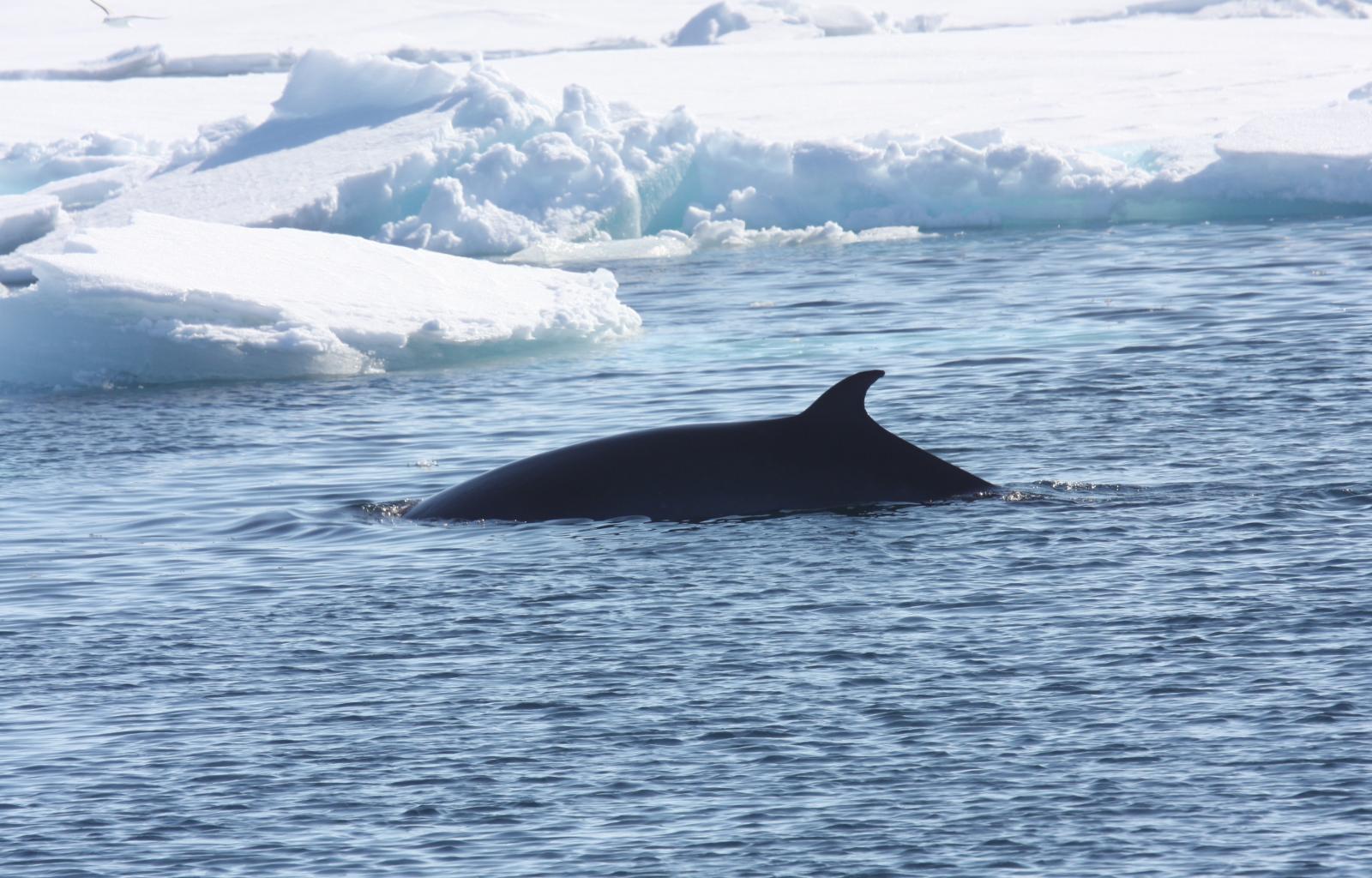 Iwc whaling ban sale