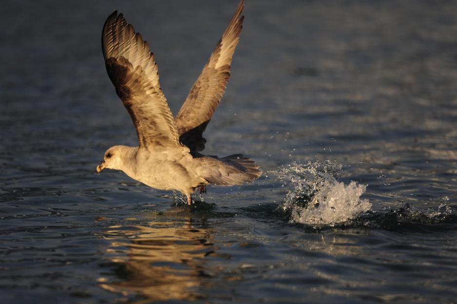 CCICED ser på spørsmål knyttet til blant annet marin forsøpling, inklusiv plast i havet. Dette bildet viser en havhest, som er blant sjøfuglene i Arktis som har mest plast i seg. (Foto: Sebastien Descamps/Norsk Polarinstitutt).