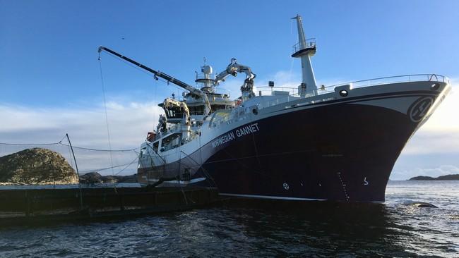 Et slakteskip av Norwegian Gannets størrelse kan eliminere 7000 vogntogstransporter på norske fylkes- og riksveger. Trafikksikkerhet er et argument for å la slaktebåten operere som planlagt. (Foto: Hav Line).