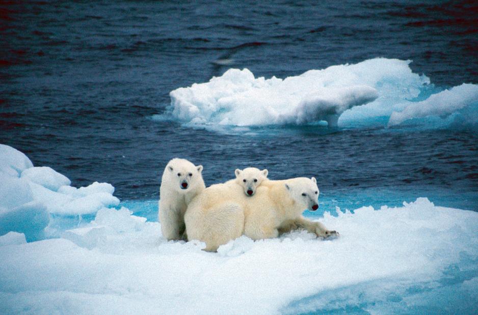 Isbjørn fotografert ved Isispynten på Nordaustlandet, Svalbard, i 2014. (Foto: Omer Bozkurt) Isbjørn Nordaustlandet