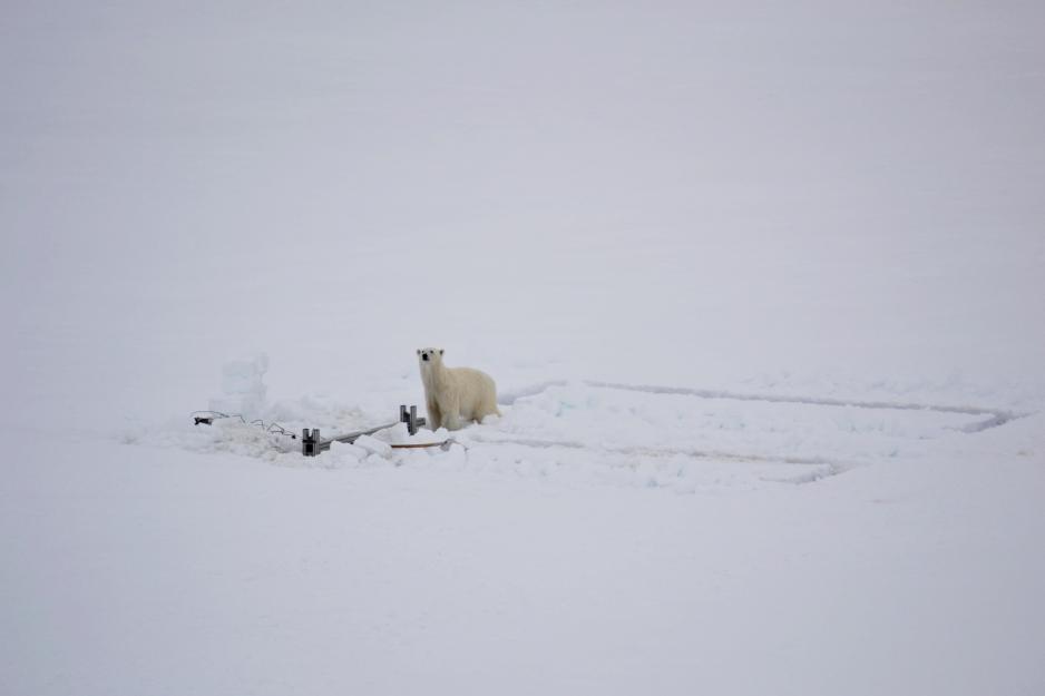 En interessert isbjørn sjekker ut forskningsutstyret til Norsk Polarinstitutt på Svalbard i 2018. (Foto: Øystein Overrein, Norsk Polarinstitutt) Isbjørn