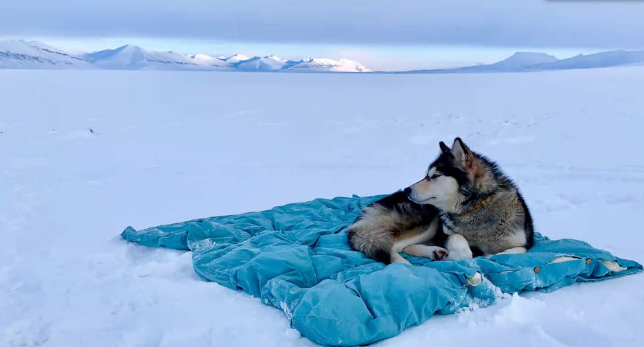 Hunden Ettra på Bamsebu Hunden Ettra på Bamsebu