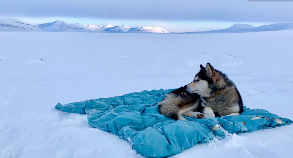 Hunden Ettra på Bamsebu