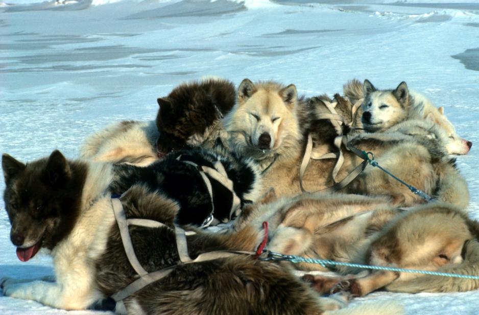 Kjell Reidar Hovelsruds grønlandshunder, Svalbard.