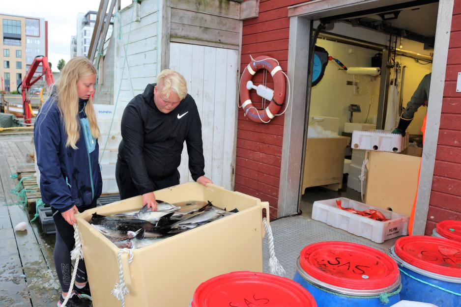 Nikoline Andreassen leverer fangsten til Bofisk i Bodø sammen med søskenbarnet Oliver (16).
