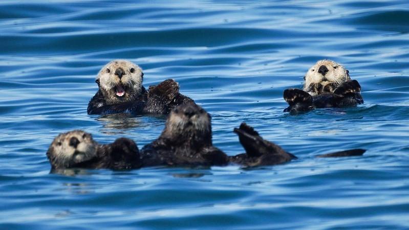 Sea Otters Sea Otters from Prince Williams Sounds, Alaska. Photo: California Birds Sea Otters Sea Otters from Prince Williams Sounds, Alaska. Photo: California Birds