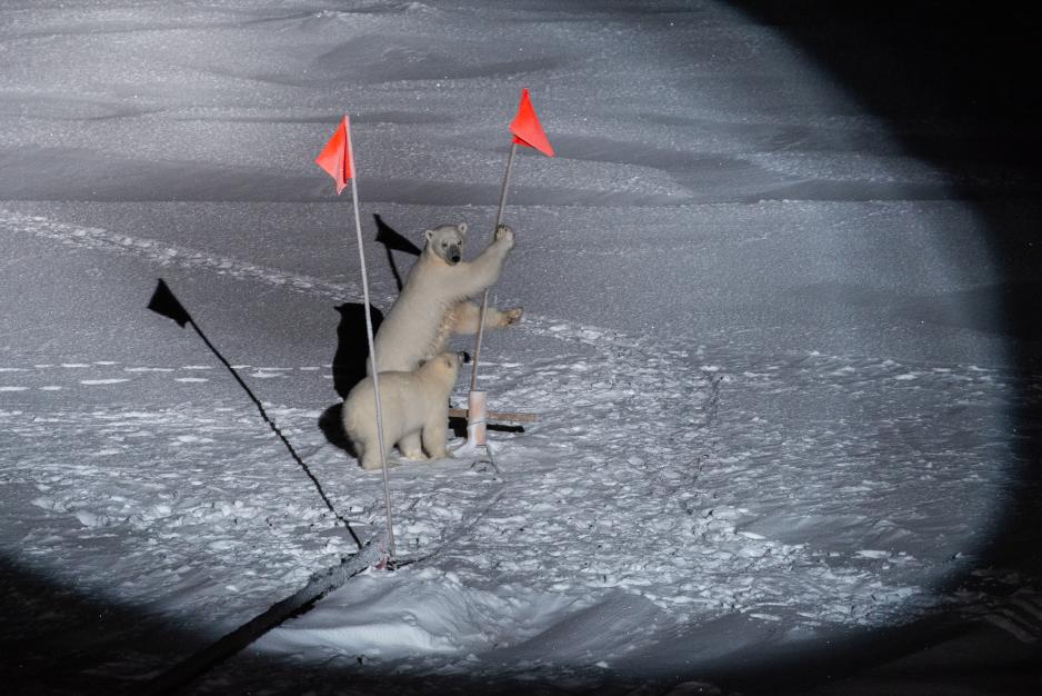 MOSAiC. Photo Esther Horvath. Yesterday evening again two polar bears came close to our ship. Probably they were the same we saw already a couple of days before our arrival at the floe.