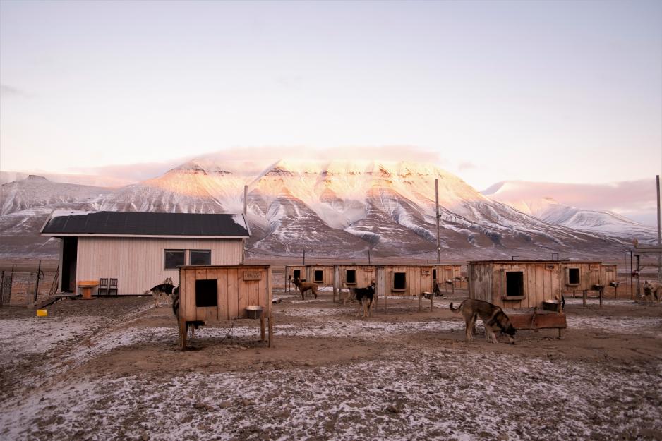 Svalbard Husky. Hundegården. (Foto Line Nagell Ylvisåker)