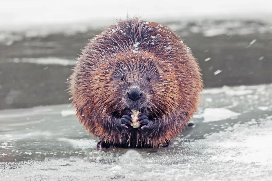 Beaver by the river during winter. Beaver by the river during winter.