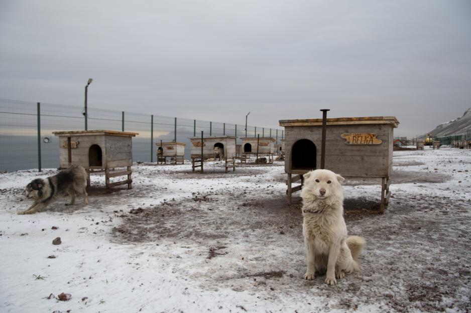 Rogozhin tok mellom anna initiativet til å bygge opp ein hundegard i Barentsburg.