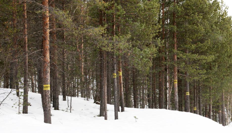 Gule skilt på grensa mellom Russland og Finland.