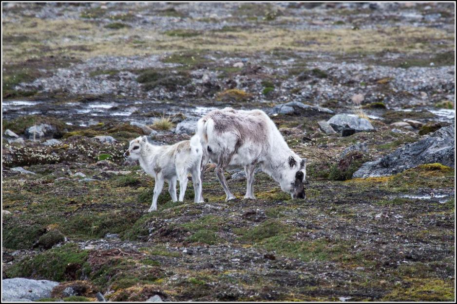 Rein med kalv på Svalbard. Rein med kalv på Svalbard.