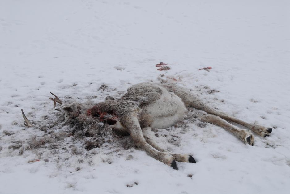 Et reinsdyr har sultet ihjel i Finnmark.