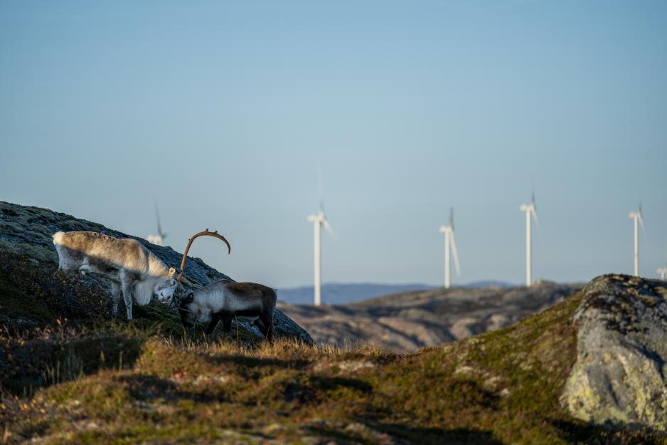 Utbyggingen av vindkraftverkene på Storheia i Åfjord og Haraheia i Roan på Fosen krenker reindriftssamenes rett til kulturutøvelse etter FNs konvensjon om sivile og politiske rettigheter artikkel 27, slo Høyesterett fast oktober 2021. (Foto av Storheia vindpark: Fosen vind) Vindmøllepark og rein på Storheia