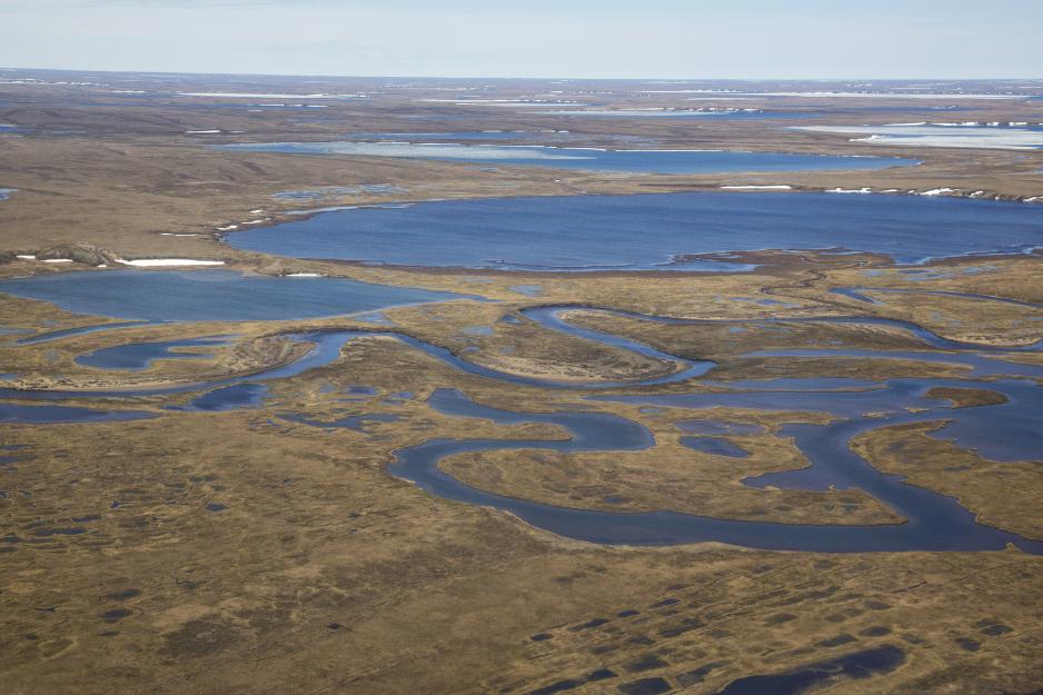 Wildlife in the National Petroleum Reserve-Alaska. (Source: BLM) The National Petroleum Reserve-Alaska