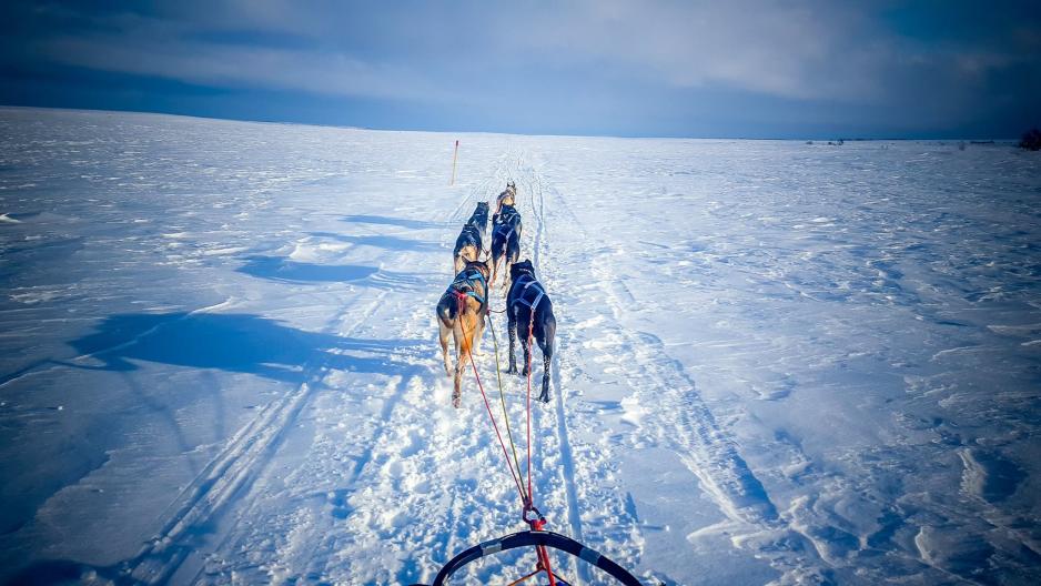 Karijord Huskies fra Finnmarksløpet 2016. (Foto: Karijord Huskies)