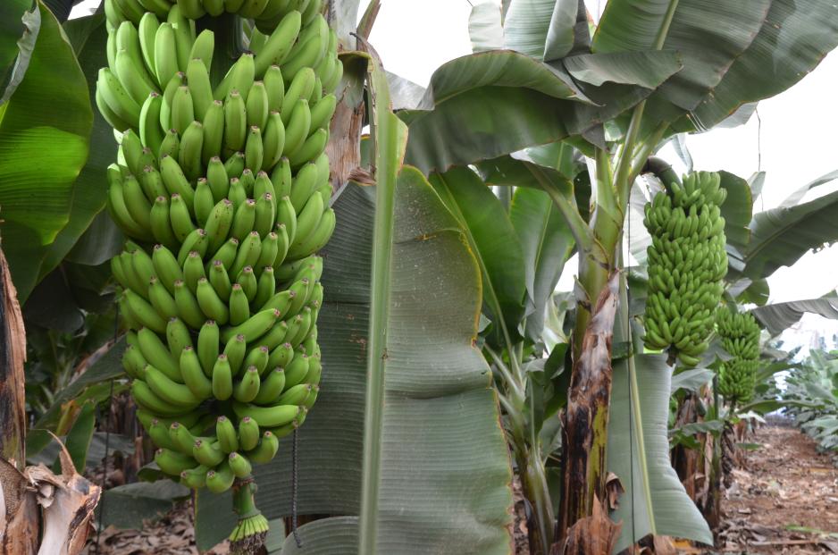 Bananer er både grønt, sunt og bærekraftig. Men er det det vi skal satse på i nord? (Foto: Adobe Stock) Bananplantasje