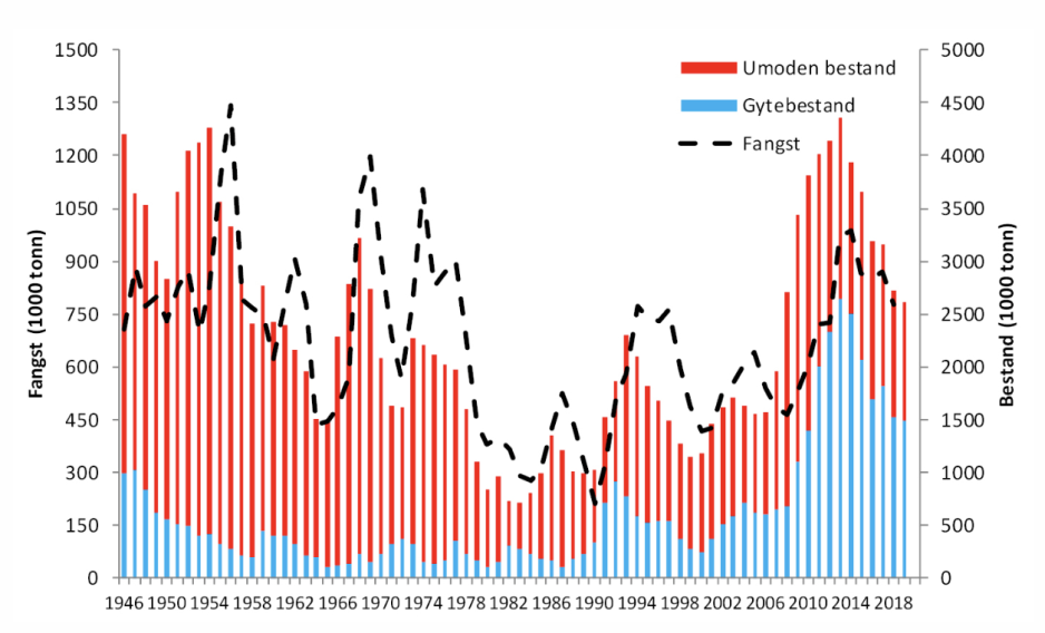 Oversikt over utviklingen i bestanden og fangsten av nordøstarktisk torsk fram til 2018. Nå beregner forskerne at gytebestanden er på det laveste nivået siden 2008. (Skjermdump fra Havforskningsinstituttet)
