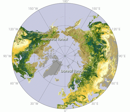 The boreal forest