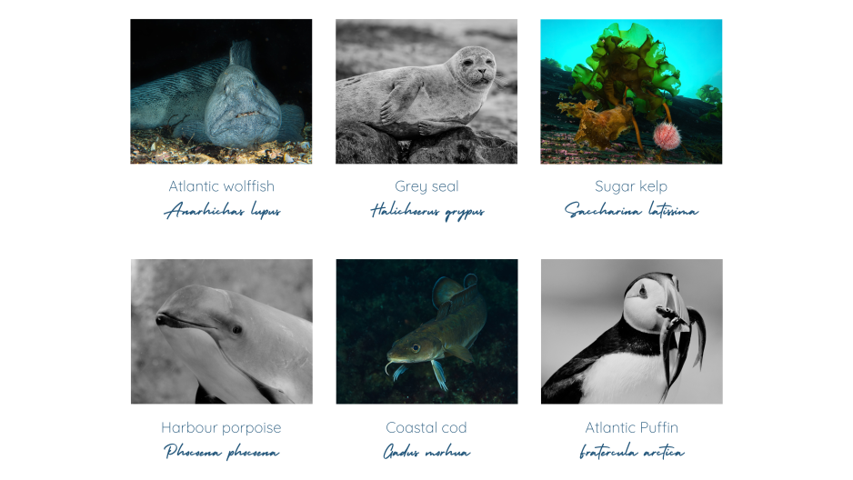 The archipelago of Karlsøy municipality and marine protected area is home to a rich marine life. Some of the species found play a unique role in the ecosystem or can be an indicator of change. (Photos: Saltstraumen marine verneområde, Canva and Ann Eileen Lennert) Karlsøy