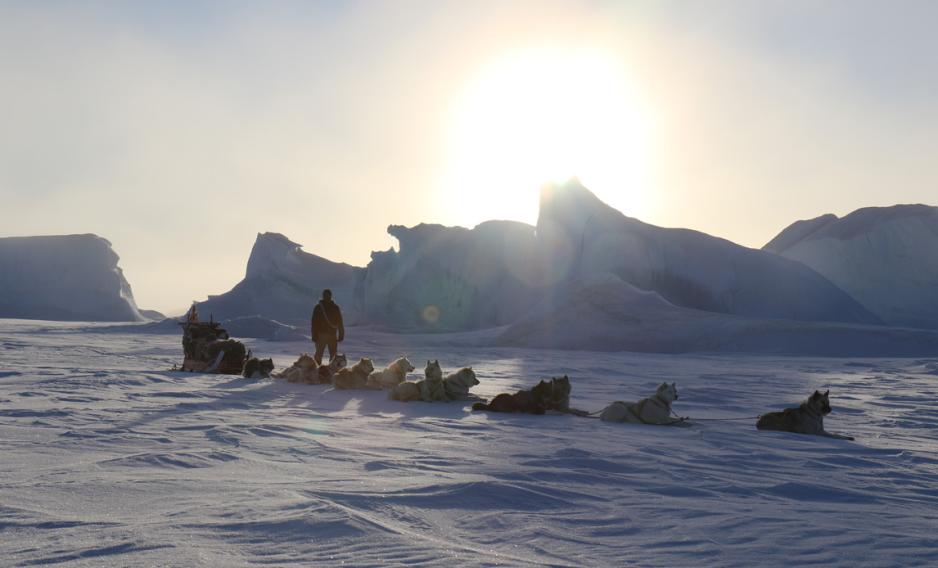 Sled dogs at work for the Sirius Sled Patrol in Greenland. Photo: Joachim Willer Holm / The Danish Armed Forces Sirius Patrol