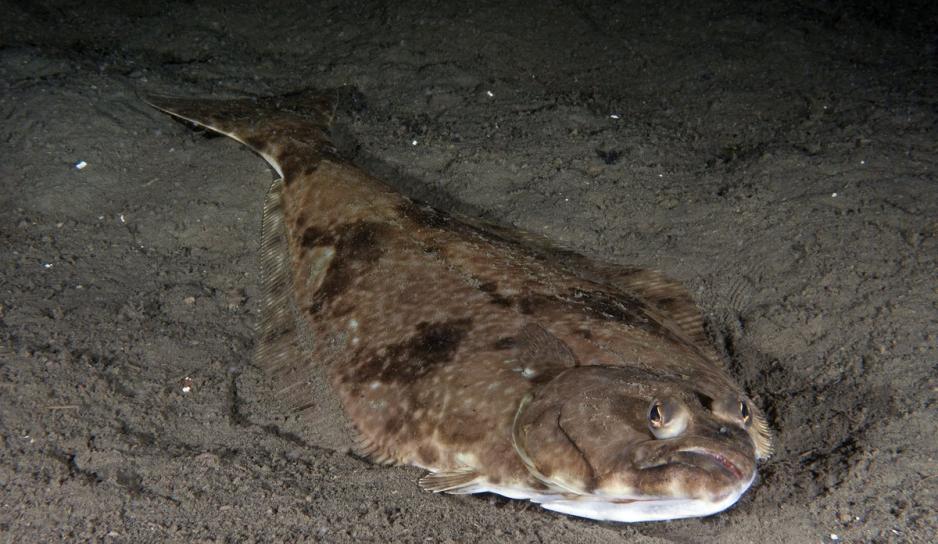 Fet fisk som kveite (på bildet), sild og makrell inneholder både mer næring og høyere nivåer av miljøgifter. (Foto: Erling Svensen/Havforskningsinstituttet) Fet fisk som kveite (på bildet), sild og makrell inneholder både mer næring og høyere nivåer av miljøgifter. (Foto: Erling Svensen/Havforskningsinstituttet)