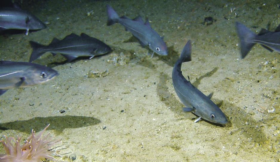 Seien i Barentshavet har lavere verdier av miljøgifter enn sine artsfrender i Norskehavet. (Foto: Mareano/Havforskningsinstituttet) Seien i Barentshavet har lavere verdier av miljøgifter enn sine artsfrender i Norskehavet. (Foto: Mareano/Havforskningsinstituttet)