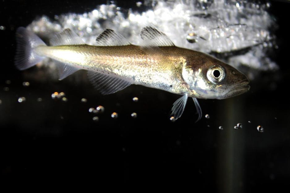 Polar cod (Boreogadus saida). Photo: Alfred-Wegener-Institut/Hauke Flores