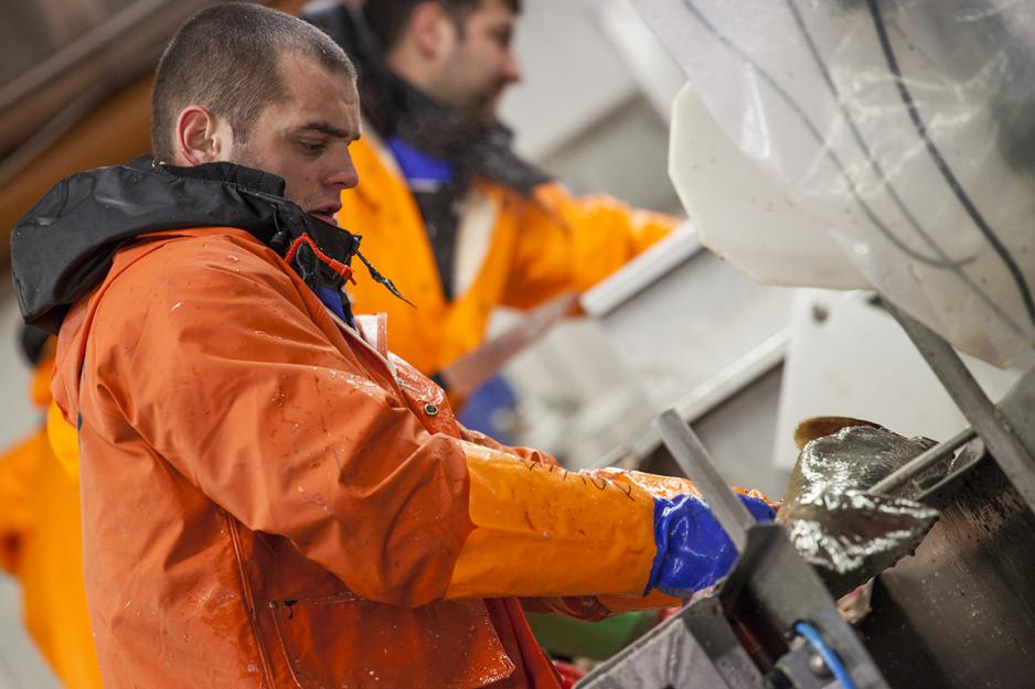 Fiskemottak Bearbeiding av fisk i mottak