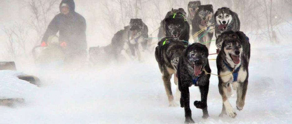 (Illustration photo: The Arctic Musher) Arctic Musher
