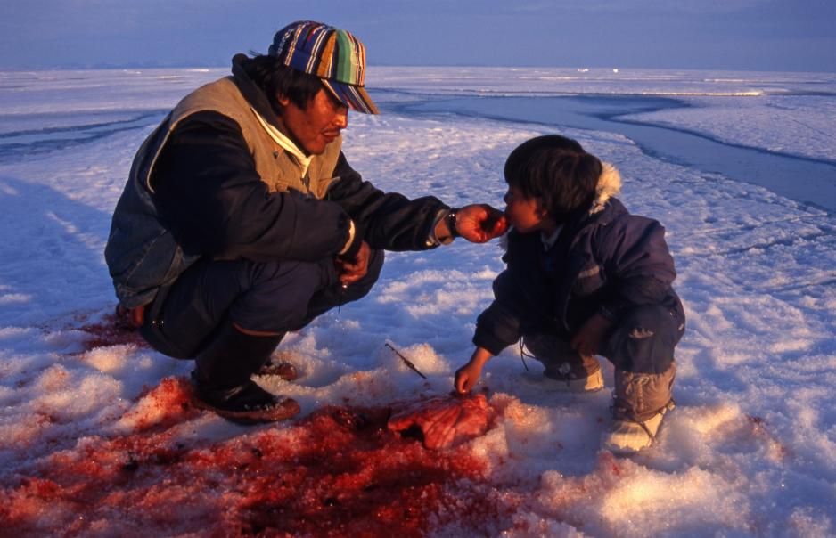 Inuit hunter feeds his child with still warm meat from just hunted ring seal near Pond Inlet, Nunavut, Canada. (Photo: Peter Prokosch, GRID Arendal) Seljakt