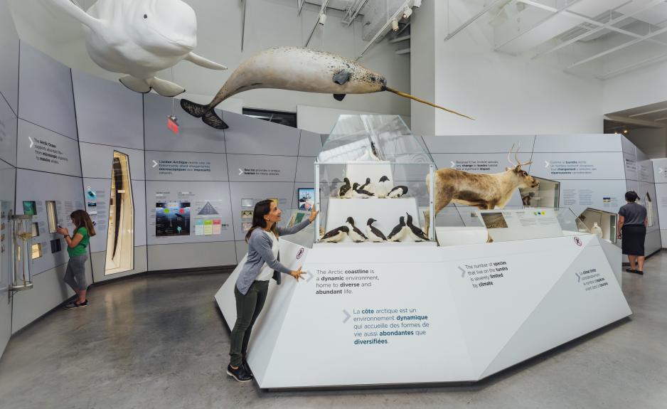 New Permanent Arctic Exhibit Canada's Capital