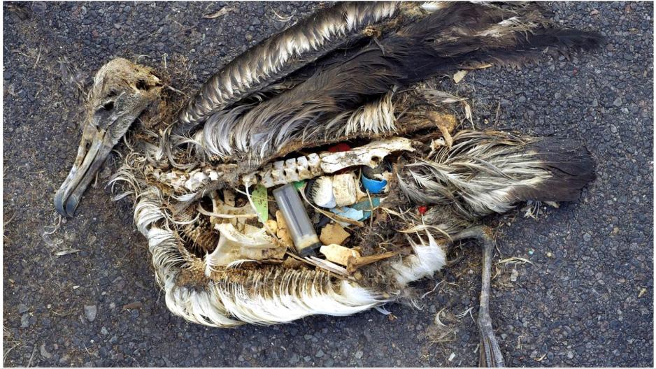 A dead young albatross that has been fed with plastic waste bits from the ocean. Senior Researcher Geir Wing Gabrielsen at the Norwegian Polar Institute has conducted research on sea birds at Svalbard for decades, and the results are alarminig. (Photo: Chris Jordan/Wikimedia Commons) fugl med plast i magen