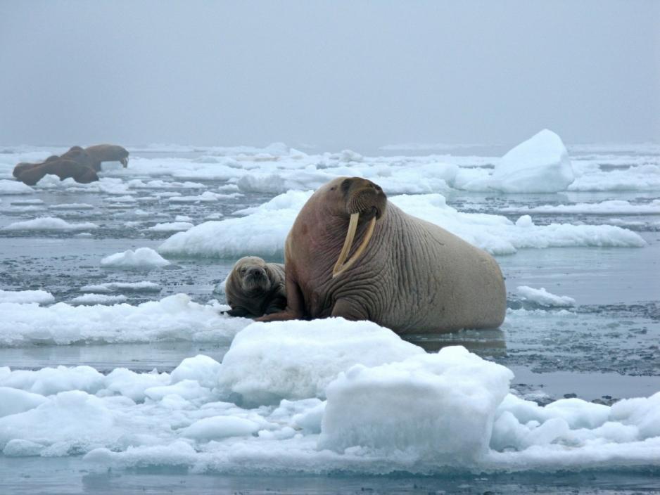 Large marine mammals accumulate persistent organic pollutants in their fat tissue, posing a dangerous health risk for subsistence-based Arctic communities. (Photo: pxhere) Walrus
