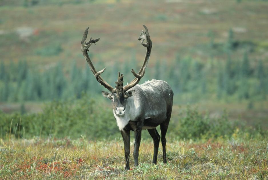 Caribou Caribou