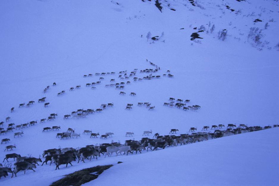 It took more than 15 years from Arvid Larsen's starting to film during his trips with the reindeer herders until the first film was finished. - It is important not to rush.